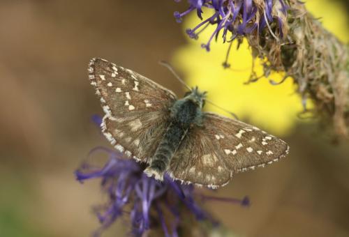 Réf. 348 914 : Pyrgus alveus